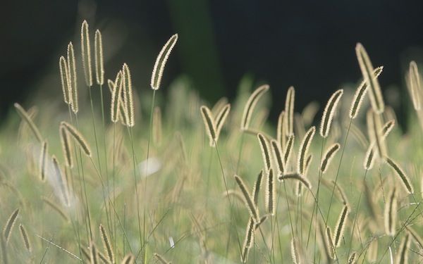 Bristle Grass - Apple Wallpaper