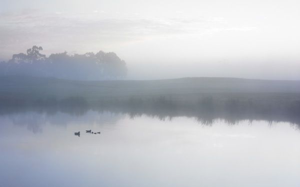 Ducks on a Misty Pond - Apple Wallpaper