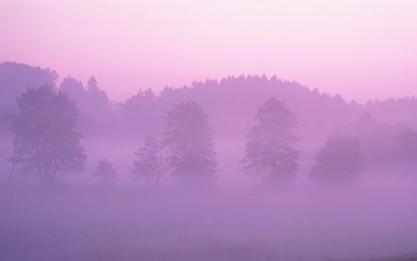 Pink Forest - Apple Wallpaper