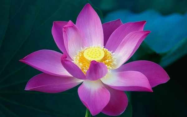 Pink Lotus Flower - Apple Wallpaper