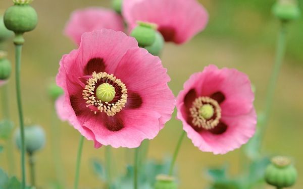 Poppies - Apple Wallpaper