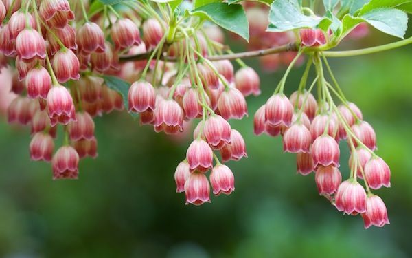 Red Bells - Apple Wallpaper