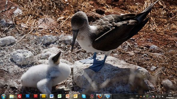 Capture d'écran - Iles Galapagos, thème visuel officiel Windows 7