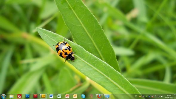 Capture d'écran - Insectes, thème visuel officiel Windows 7