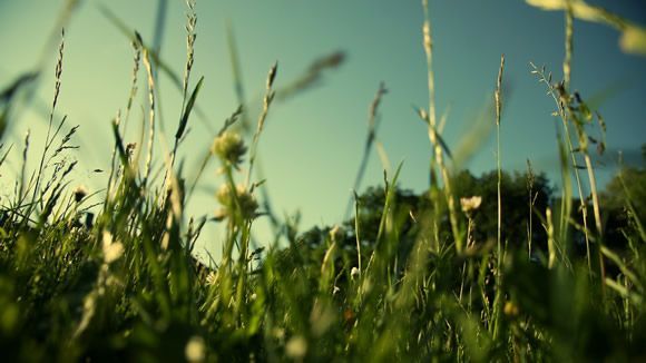 Fond d'écran - Evening Grass