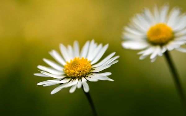 Fond d'écran - Daisy WP