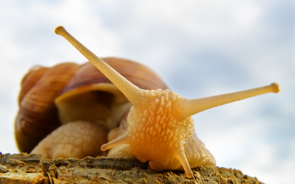 Fond d'écran - Roman Snail