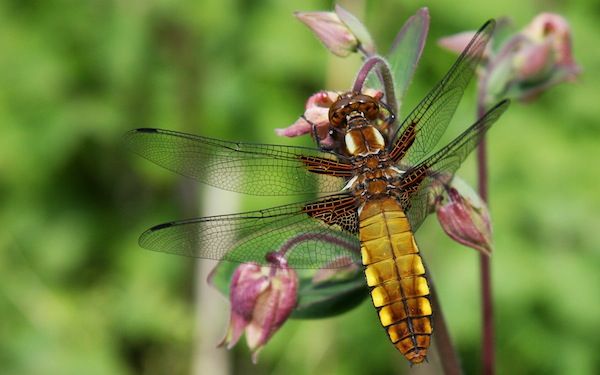 Fond d'écran - WP Dragonfly