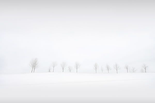 Fond d'écran - Winter Trees